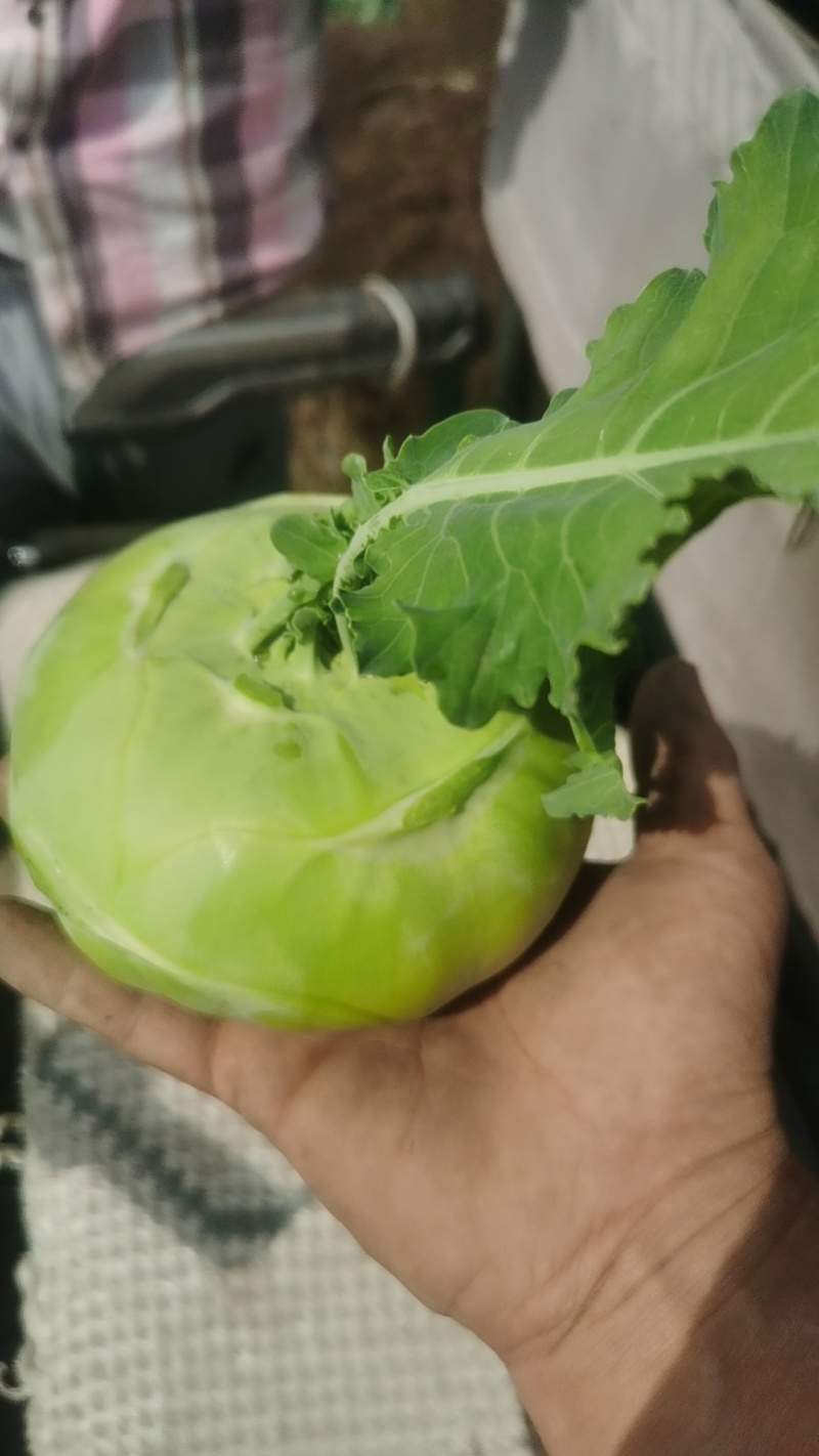 自家种植青皮苤蓝，需要的老板联系