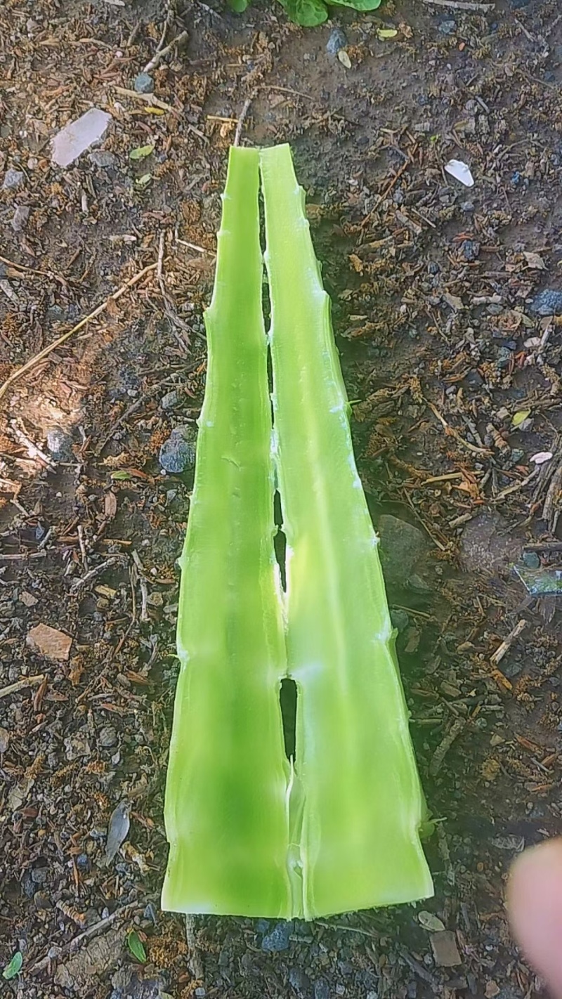 精品莴笋