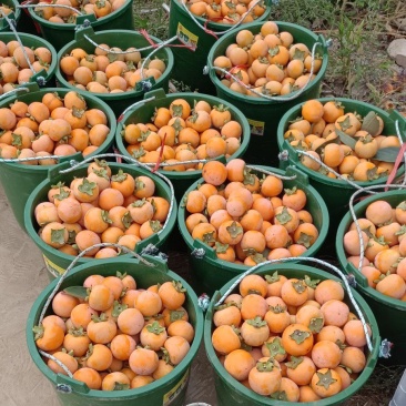 火葫蒌柿子大量上市