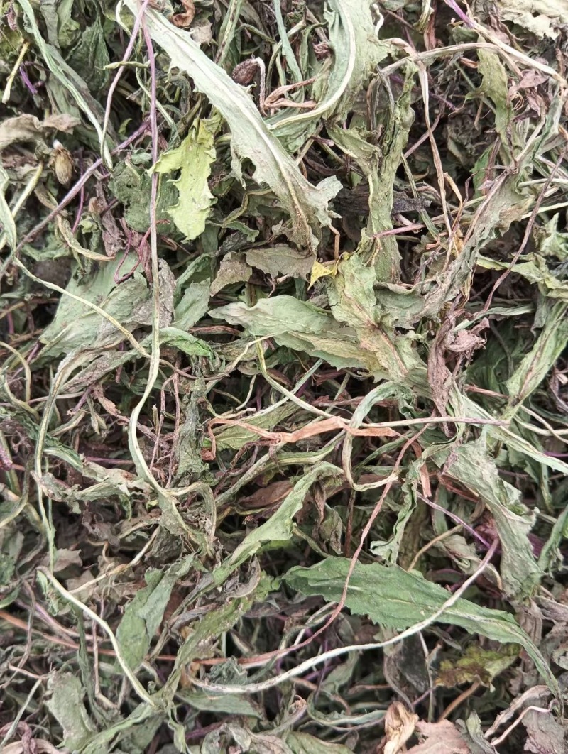 新鲜采摘的蒲公英，营养丰富，健康美味！