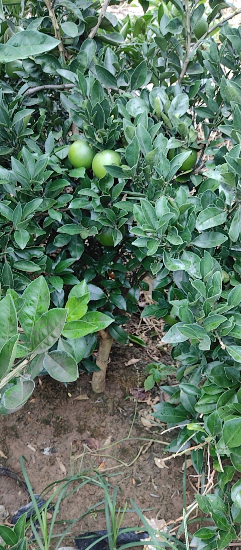 红肉脐橙2-6公分，大量挂果苗