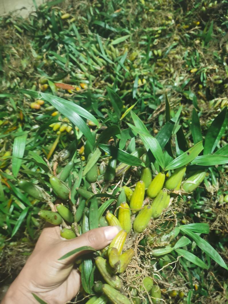 双叶大果，包邮，新鲜货下山