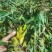 双叶大果，包邮，新鲜货下山