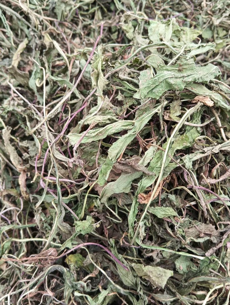 新鲜采摘的蒲公英，营养丰富，健康美味！
