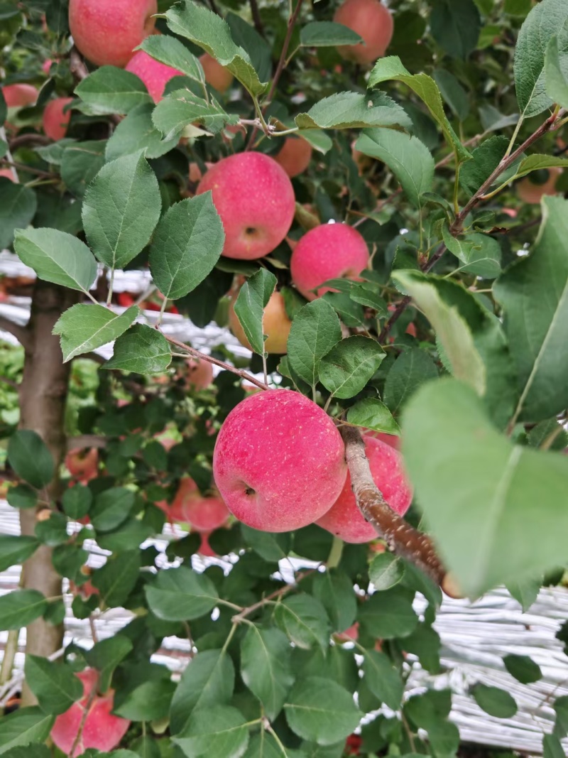 苹果纸袋红富士苹果大量现货产地直供