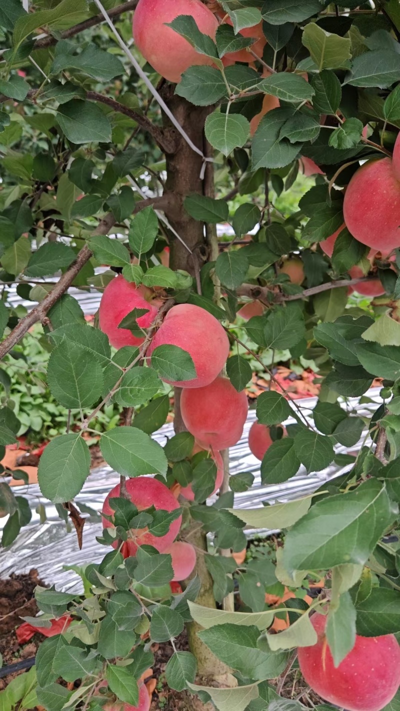 苹果纸袋红富士苹果大量现货产地直供
