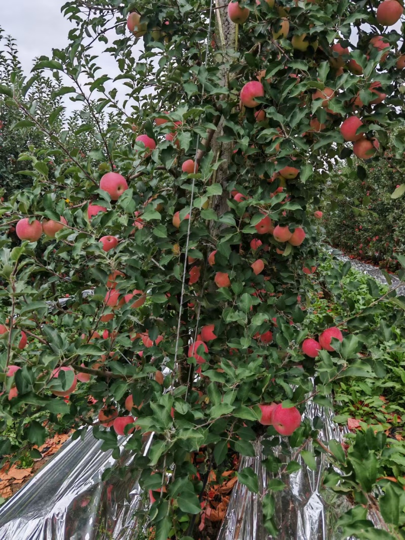 苹果纸袋红富士苹果大量现货产地直供
