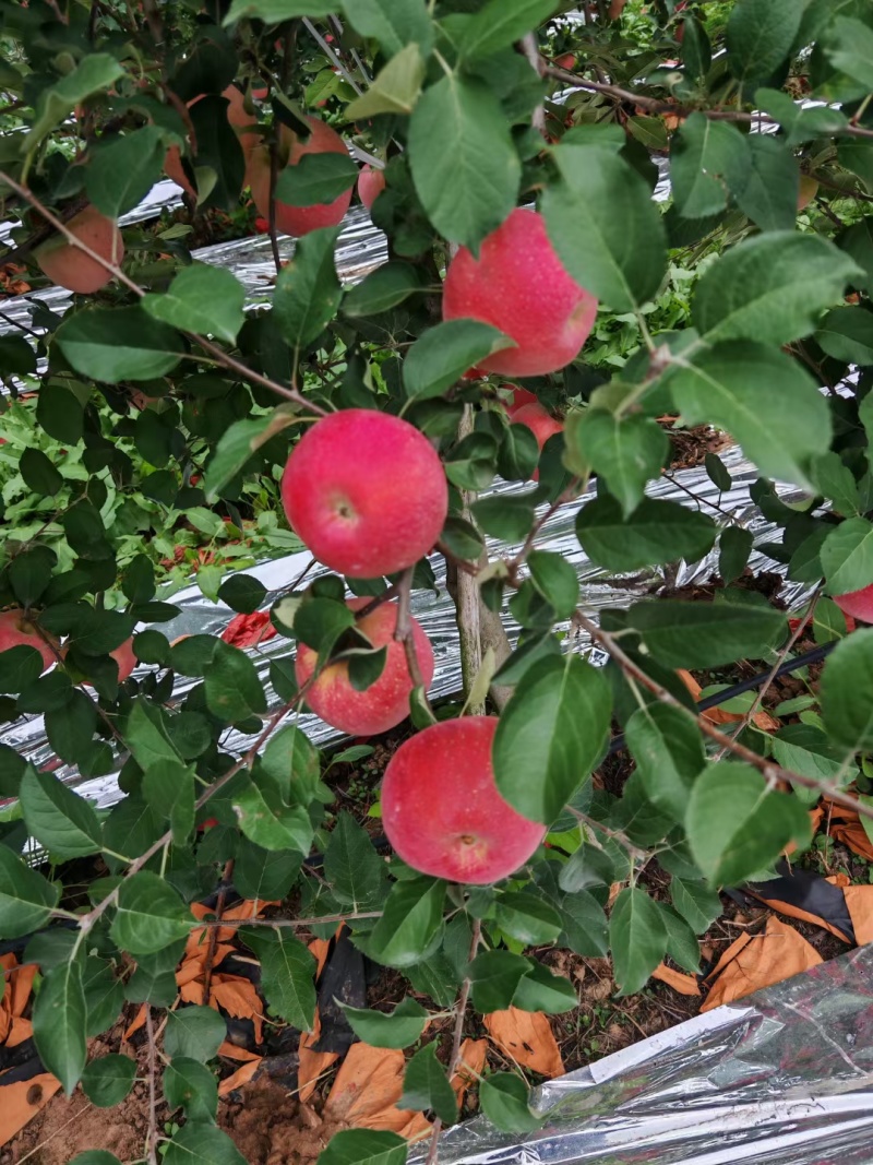 苹果纸袋红富士苹果大量现货产地直供