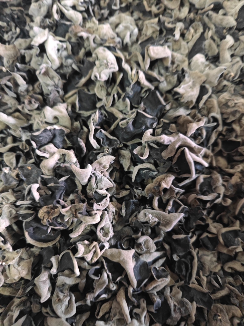 东北黑木耳秋木耳