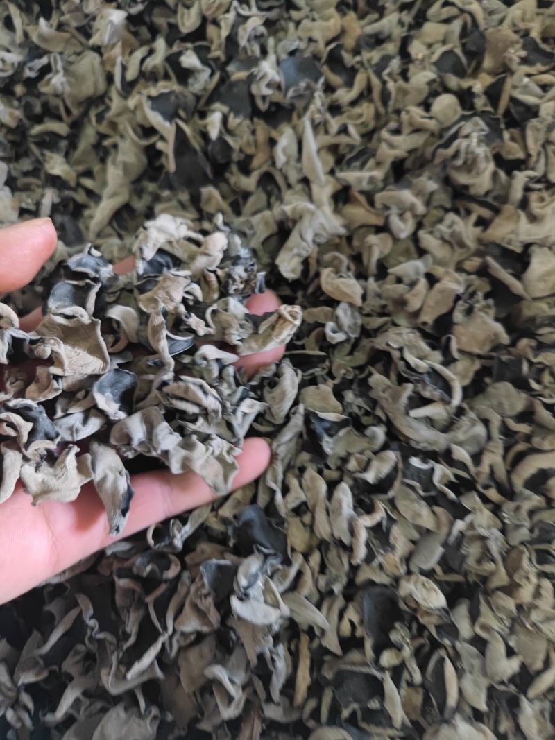 东北黑木耳秋木耳
