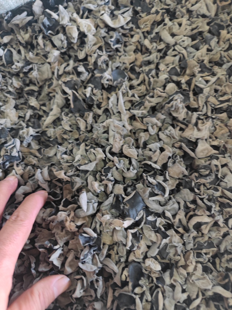 东北黑木耳秋木耳