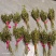 毛慈菇荚果，云南原产地