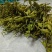 毛慈菇荚果，云南原产地