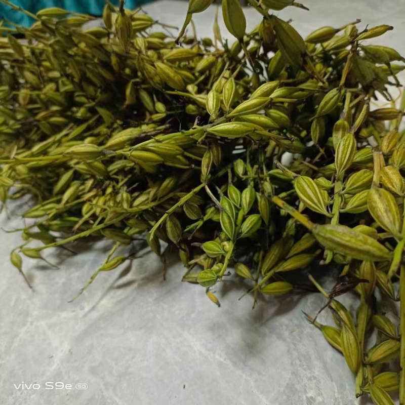 毛慈菇荚果，云南原产地