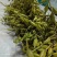 毛慈菇荚果，云南原产地
