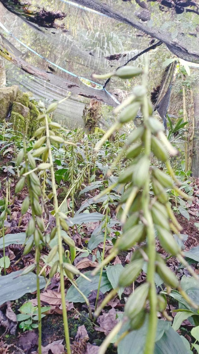 毛慈菇荚果，云南原产地