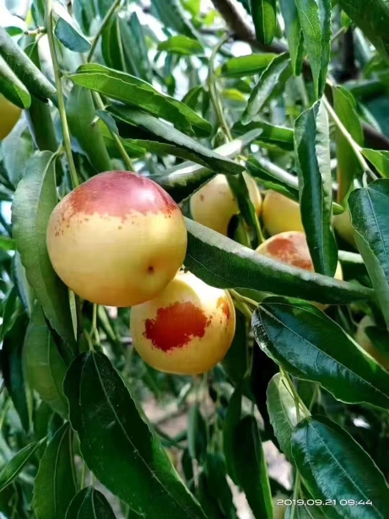 冬枣