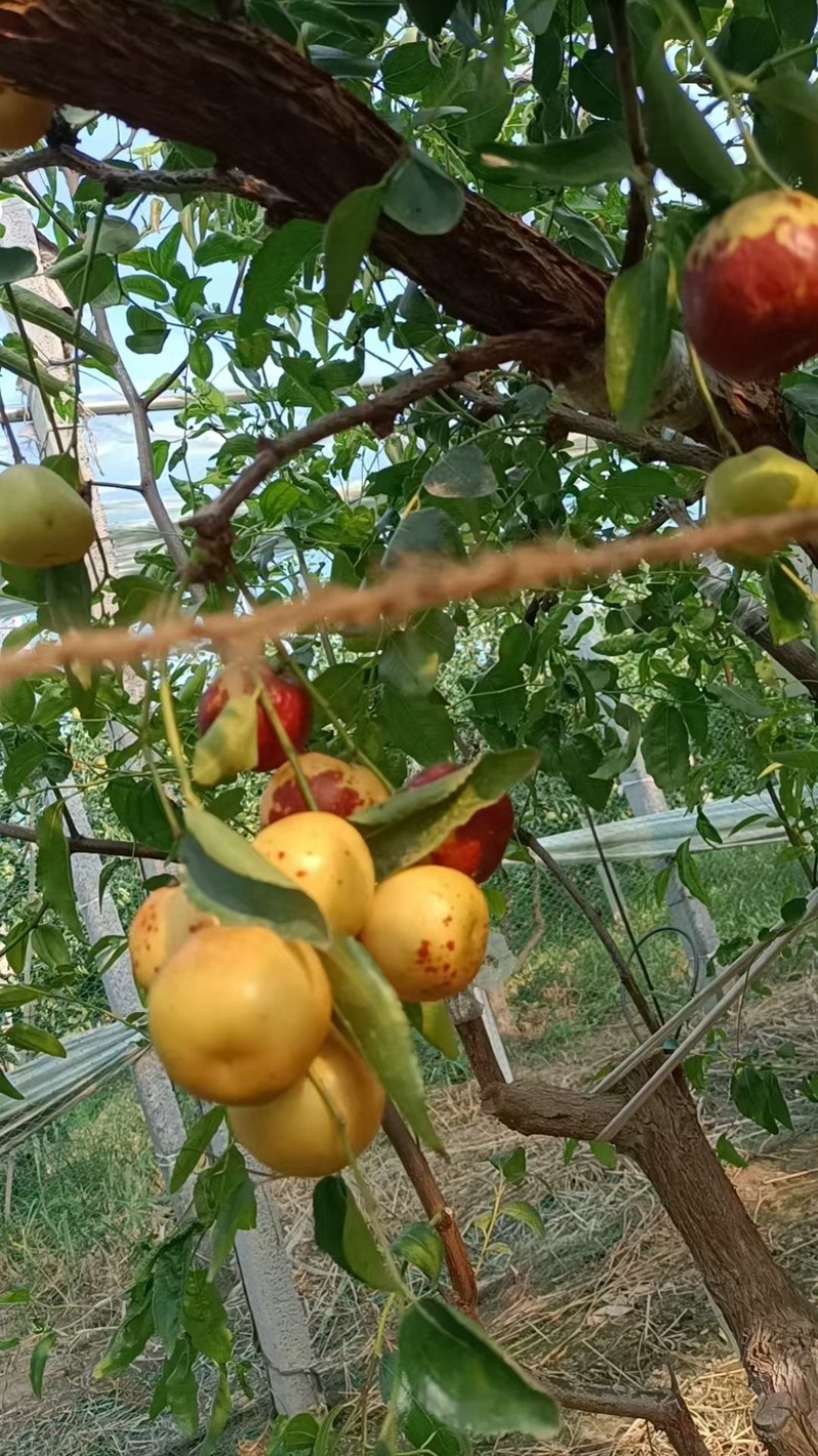 冬枣