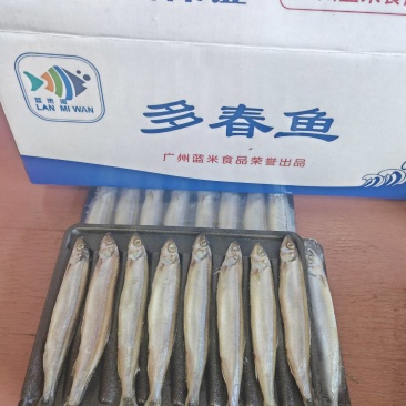 托盘多春鱼满籽多春母20盘一箱烧烤寿司食材