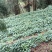 蜘蛛香苗