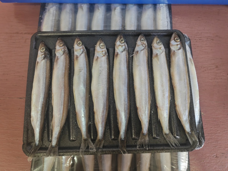 托盘多春鱼满籽多春母20盘一箱烧烤寿司食材