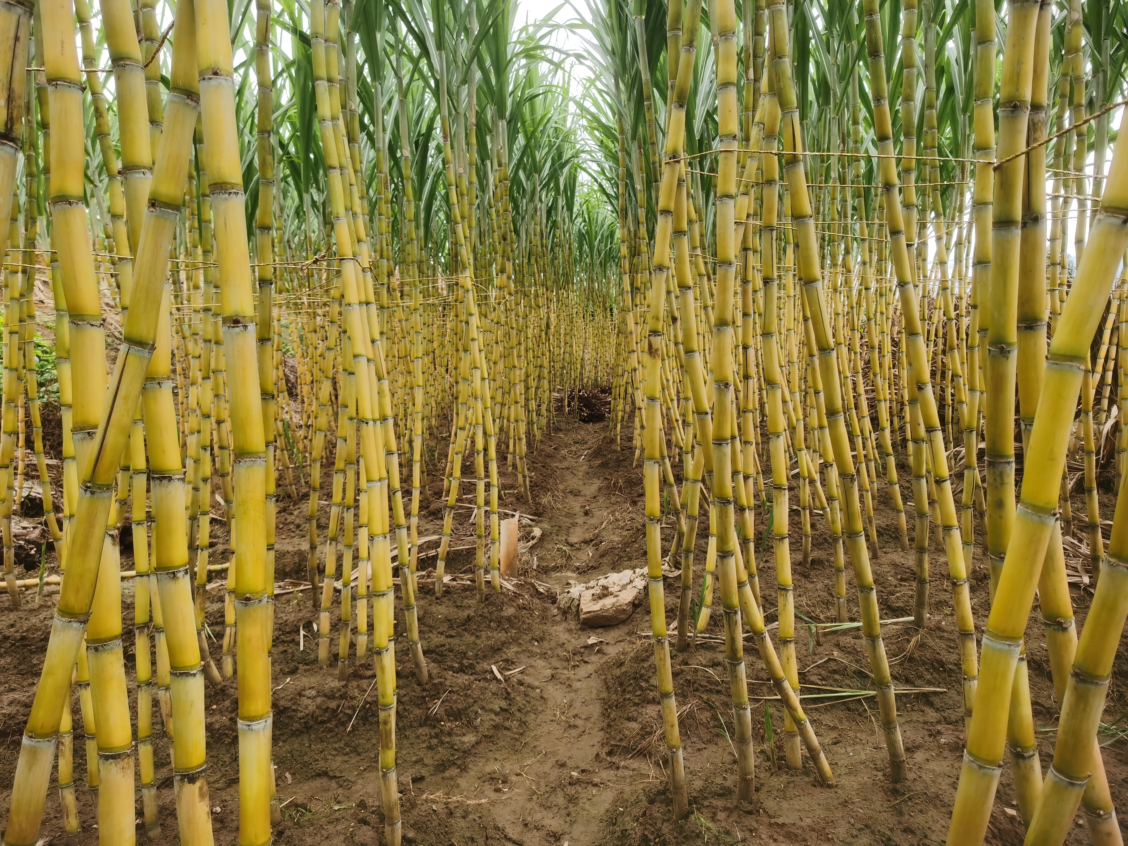 红甘蔗的外观和产地