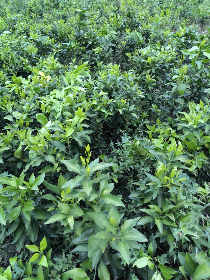 爱媛38#62#苗陆地苗健康苗提供种植管理技术