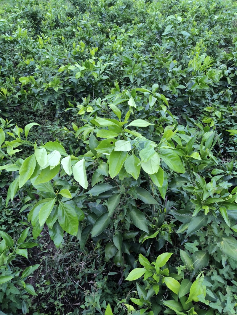 爱媛38#62#苗陆地苗健康苗提供种植管理技术