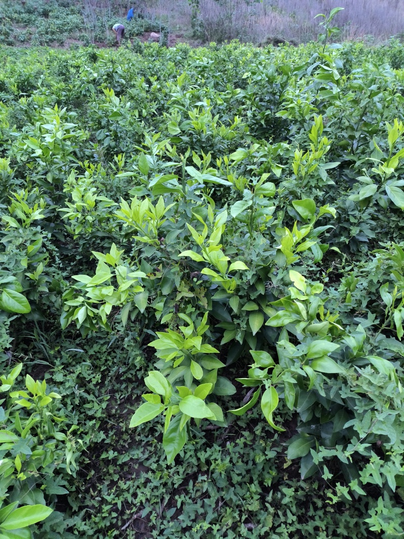 爱媛38#62#苗陆地苗健康苗提供种植管理技术