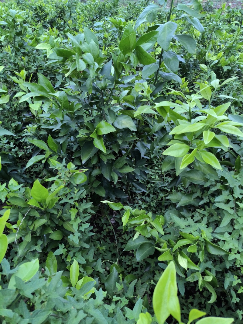 爱媛38#62#苗陆地苗健康苗提供种植管理技术