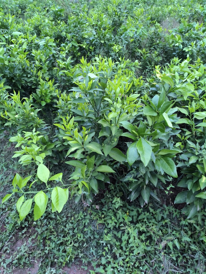 爱媛38#62#苗陆地苗健康苗提供种植管理技术