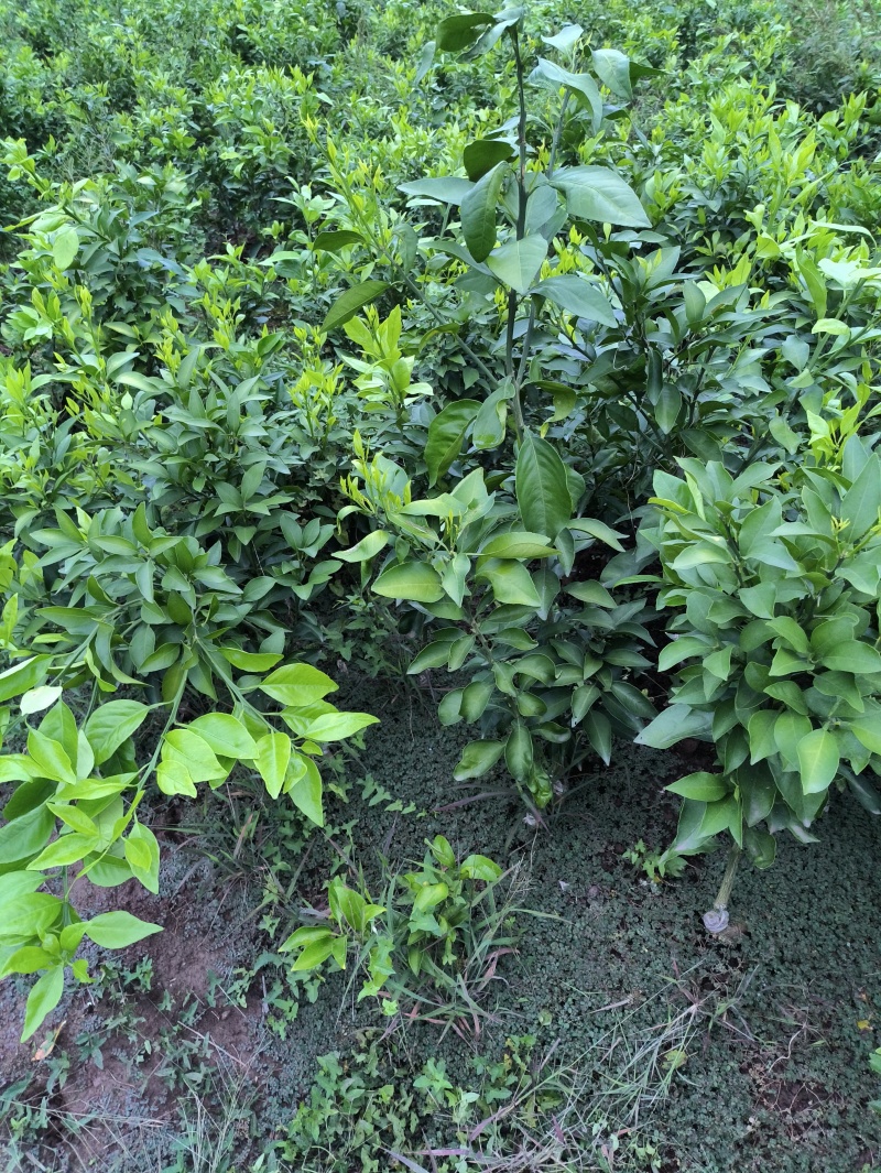爱媛38#62#苗陆地苗健康苗提供种植管理技术