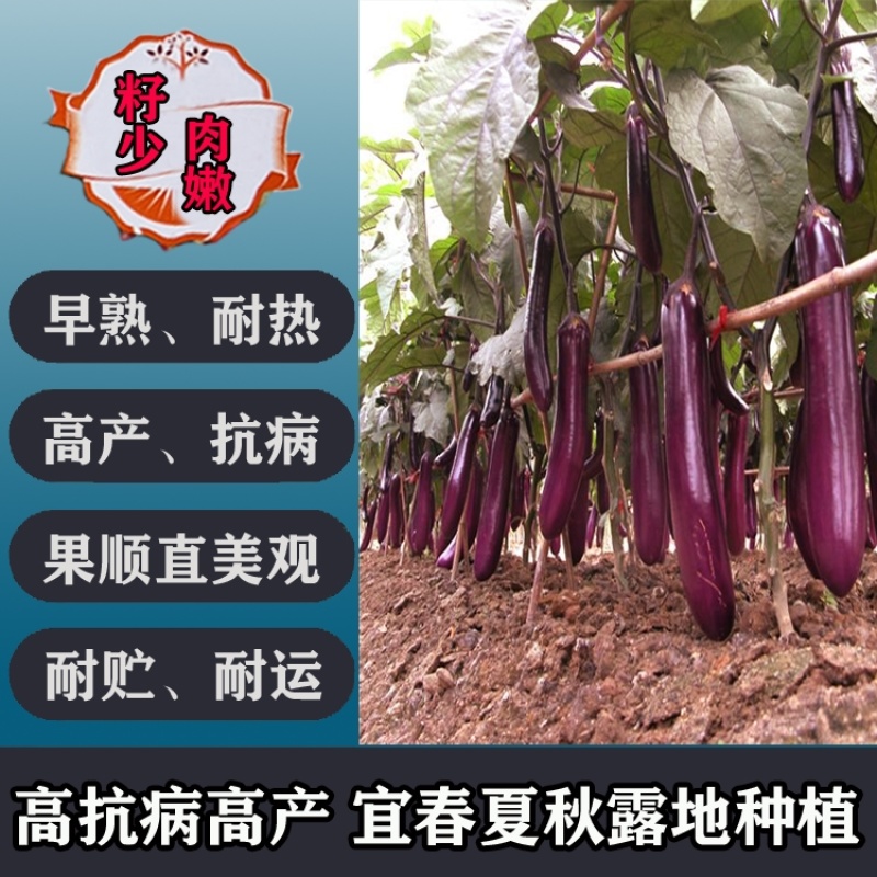 红龙1号紫长茄种子杂交早熟少籽紫红油亮长茄子种子籽孑耐热
