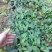 毛慈育苗菌种。彬球子育苗菌种厂家。每袋1.2…1.5斤