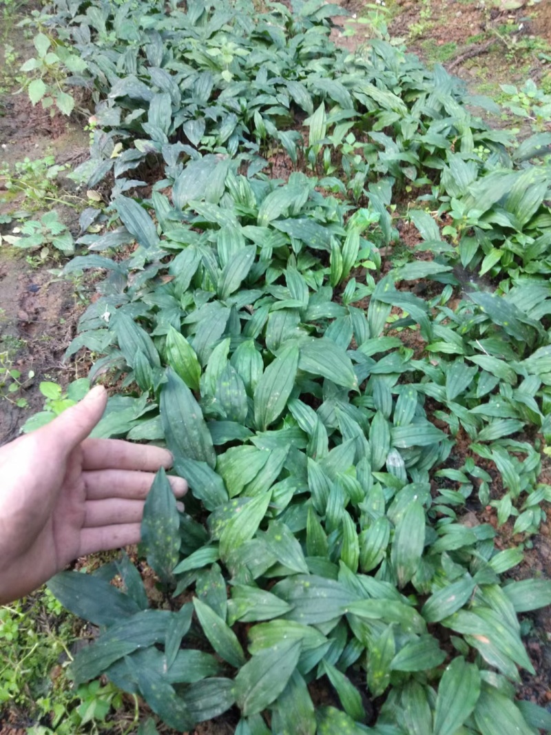 毛慈育苗菌种。彬球子育苗菌种厂家。每袋1.2…1.5斤