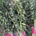 毛慈育苗菌种。彬球子育苗菌种厂家。每袋1.2…1.5斤