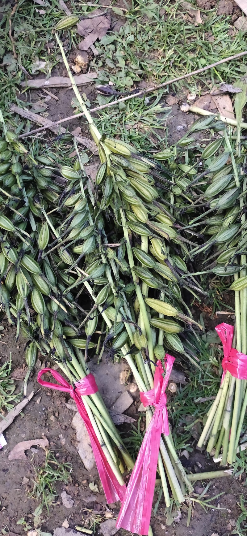 毛慈育苗菌种。彬球子育苗菌种厂家。每袋1.2…1.5斤