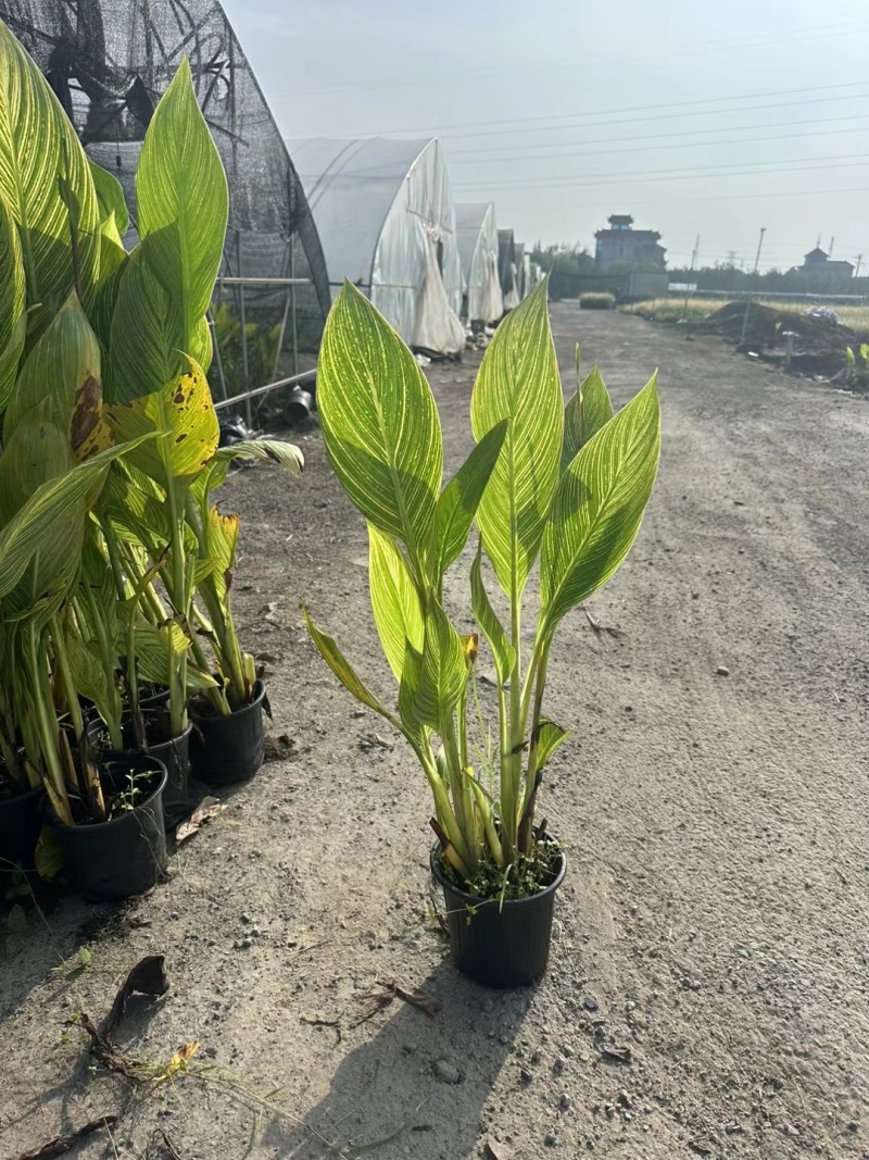 花叶美人蕉2加伦基地有量，价优，欢迎来一亩田订购。