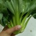 大青菜