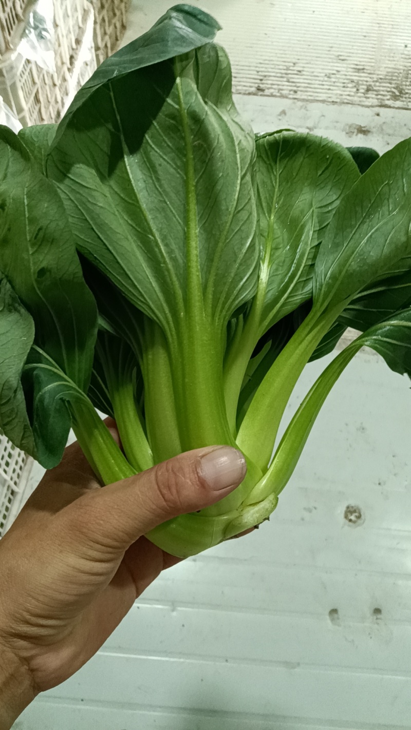 大青菜