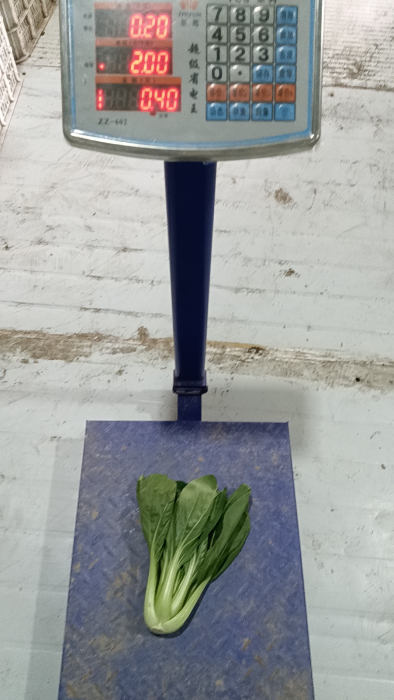 大青菜