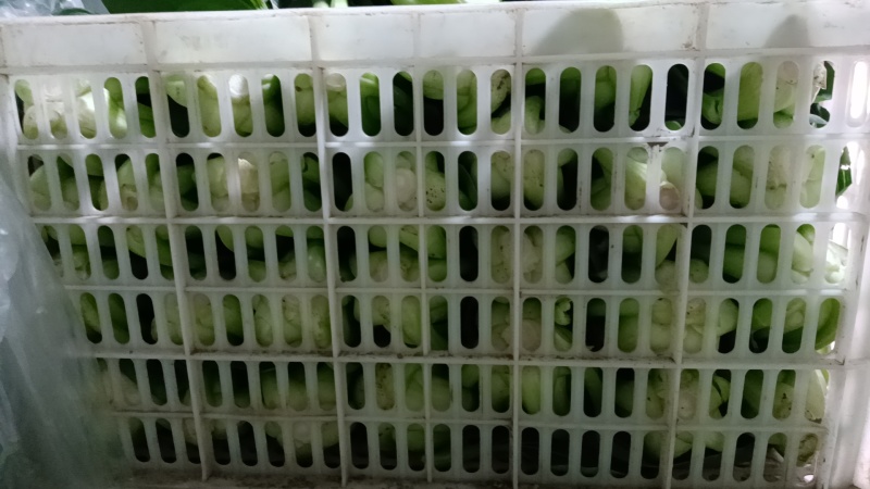 大青菜