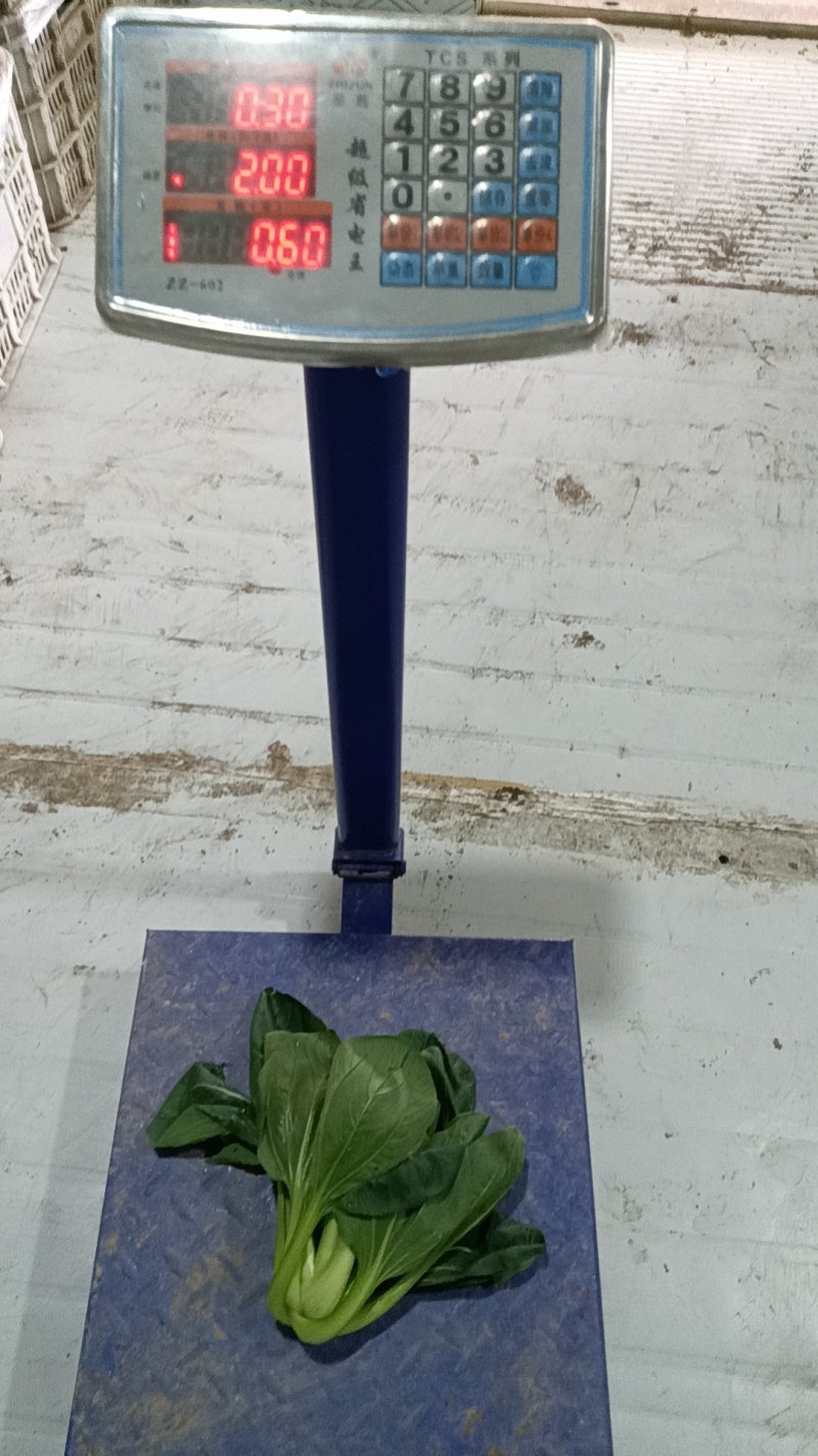大青菜