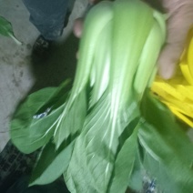 大青菜
