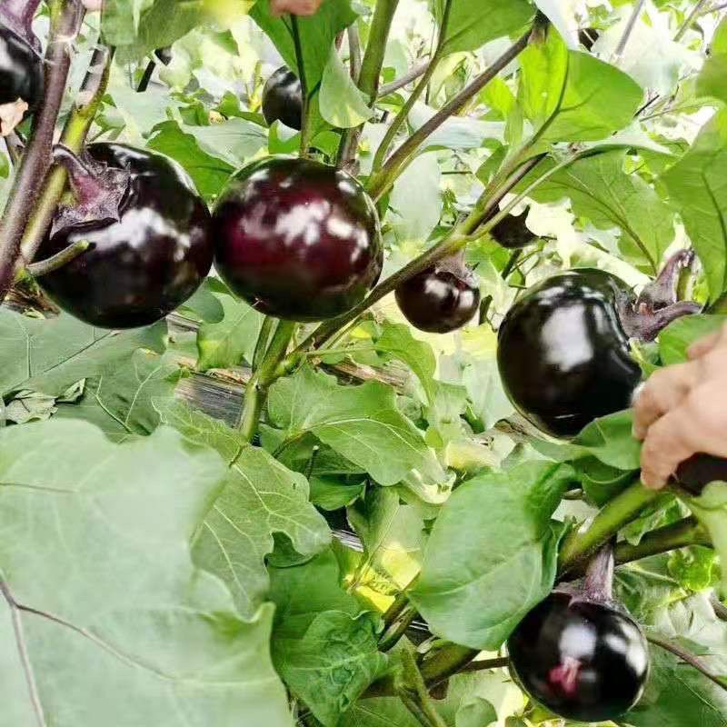 红盾圆茄种子果皮紫红色果肉鲜嫩大果高圆形茄子种籽子少籽