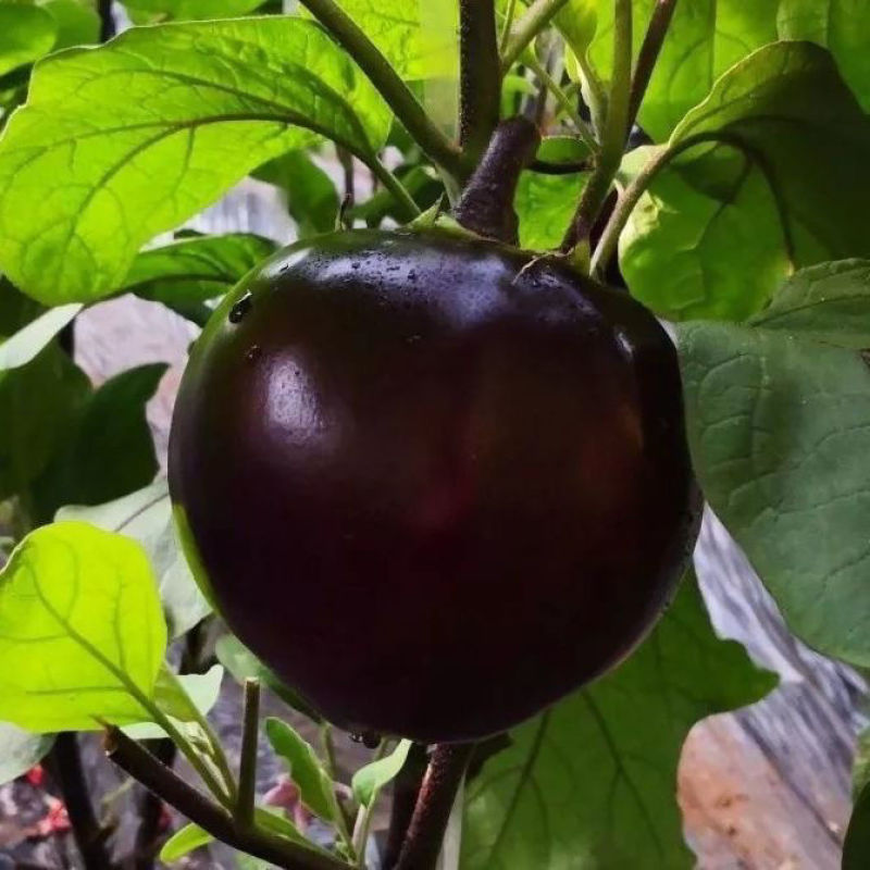 红盾圆茄种子果皮紫红色果肉鲜嫩大果高圆形茄子种籽子少籽