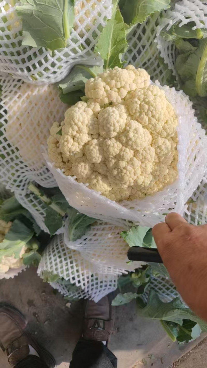 菜花，精品菜花，花菜，散花花菜，批发菜花，产地直发