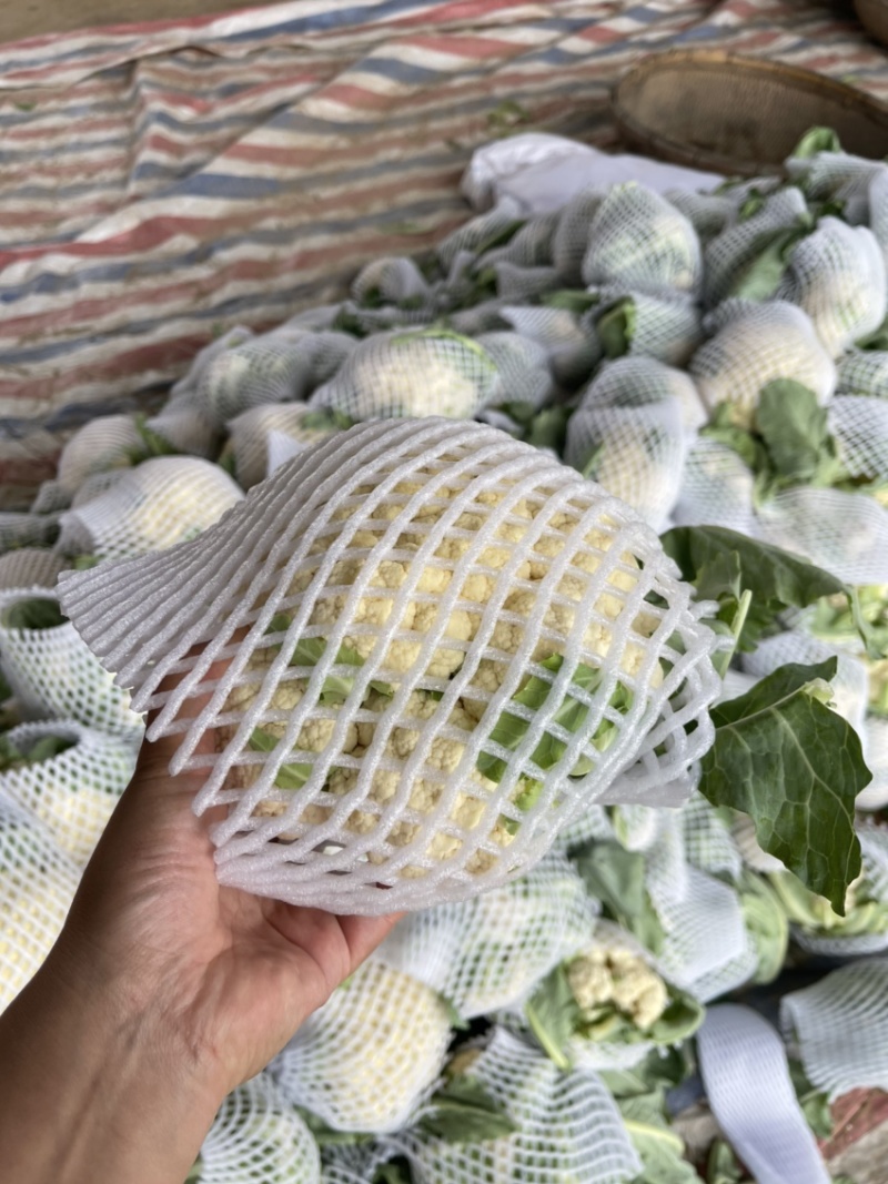 菜花，精品菜花，花菜，散花花菜，批发菜花，产地直发