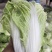 大白菜现已大量上市，货源充足，量大从优，产地发货价格便宜