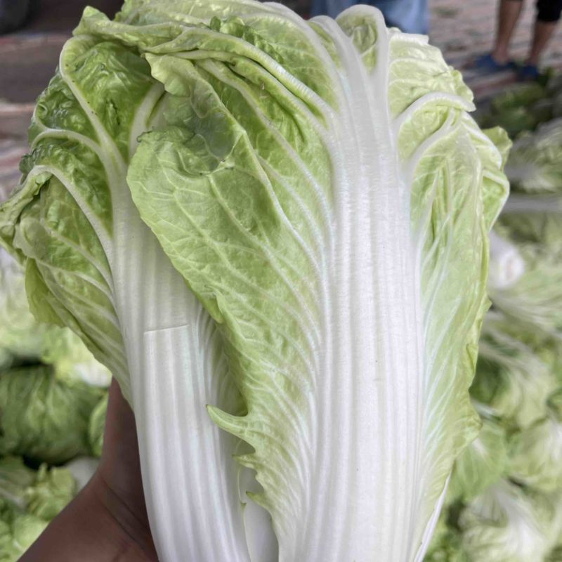 大白菜现已大量上市，货源充足，量大从优，产地发货价格便宜